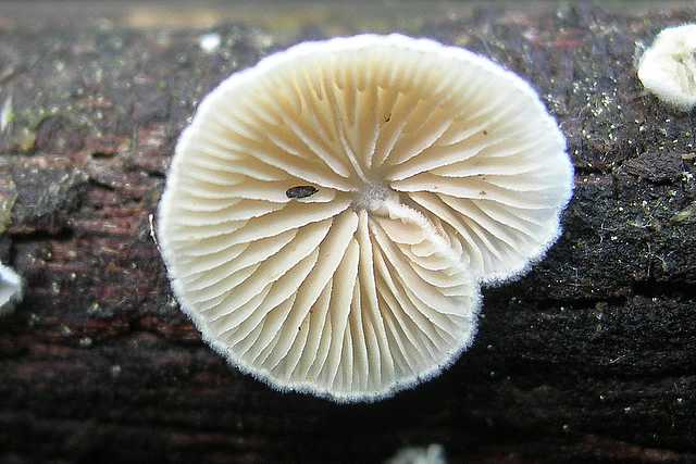 Funghi cittadini
